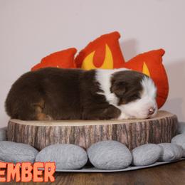 Australian Shepherd Puppies from Starlit Grove Australian Shepherds