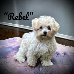 Rebel - Maltipoo