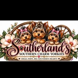 Yorkshire Terriers from Gone to the Dogs Kennel