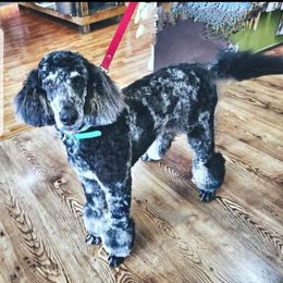 Murphy - Bernedoodle