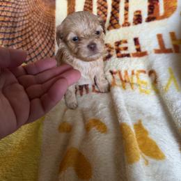 Goldendoodle and Havapoo Puppies from Poodle an Doodles 3:16