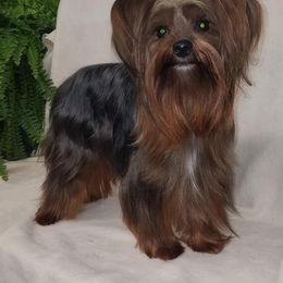 Chloe - Yorkshire Terrier