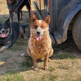 Ginger - Australian Cattle Dog