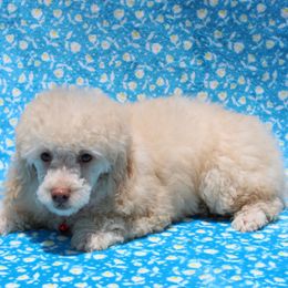 Finley - Cream male Poodle puppy in Greenville, South Carolina from Wendy's House Of Poodles LLC