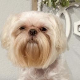 Bailey - Shih Tzu