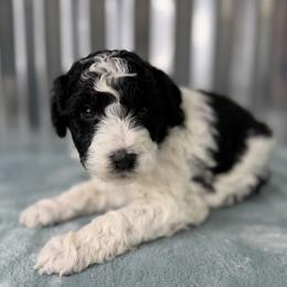 Polar - Black and white male Bernedoodle puppy in Russellville, Arkansas from Crossgate Doodles