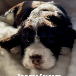 Male Liver Tri-  Spice-red - Liver white and tan male English Springer Spaniel puppy in Pacific, Washington from Kaveman Springers
