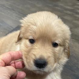 Blitzen - Dark golden male Golden Retriever puppy in Seville, Ohio from Retriever Ranch