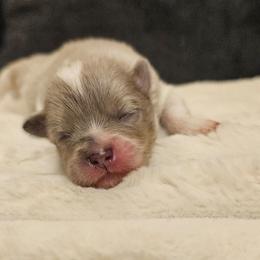 Girl 2 - Blue merle female Pomeranian puppy in West Sacramento, California from Northern Cali Pomskies