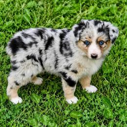 Maple - Black tri-color female Australian Shepherd puppy in Howardsville, Virginia from Spectacular Aussies and Cavaliers