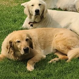 Golden Retrievers from Golden Child Kennel