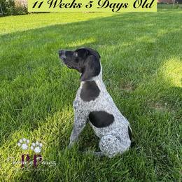 Scotch - Black and white male German Shorthaired Pointer puppy in Columbus, Nebraska from Prancy Pawz
