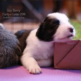Border Collie Puppies from Inspire Performance Dogs