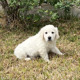 Goldendoodle and Golden Retriever Puppies from SSC Golden Retreivers