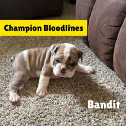 Bandit - Brindle male Bulldog puppy in Tremonton, Utah from Snuggle Pups