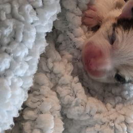 Blue - American Corgi puppy in Vancouver, Washington from Bitty B Farms