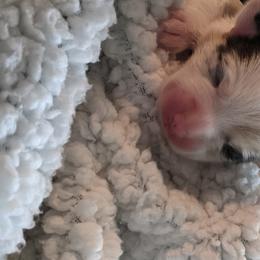 Blue - American Corgi puppy in Vancouver, Washington from Bitty B Farms