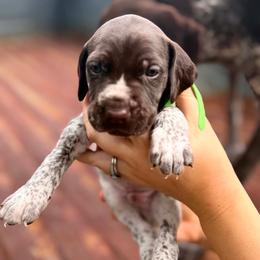 Cypress - White and liver male German Shorthaired Pointer puppy in Macclenny, Florida from Dillon's GSPs