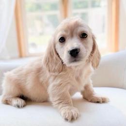 Gino - Red male Dachshund puppy in Richmond, Virginia from Irresistible Dachshunds & Cavaliers