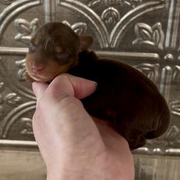 Sally - Chocolate and tan female Dachshund puppy in Homestead, Florida from Florida Mini Dachshunds