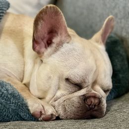 Boy 4 - Cream French Bulldog puppy in Ellensburg, Washington from Rodeo City Frenchies