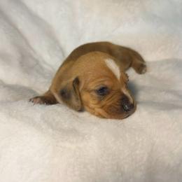 Red Collar boy, sable-cream dapple - Dapple male Dachshund puppy in Odessa, Texas from K9 Royal Club
