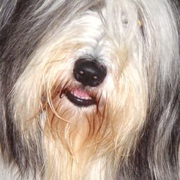 Bearded Collies from Wagmoor Bearded Collies