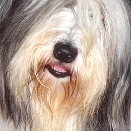 Bearded Collies from Wagmoor Bearded Collies