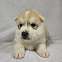 Cinder - Gray and white male Siberian Husky puppy in Livermore, California from Limitless Huskies