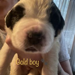 Gold - Saint Bernard puppy in Allison Park, Pennsylvania from CT Saints
