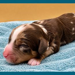 Rocky Road (Rocky) - Merle male Bernedoodle puppy in Hendersonville, North Carolina from Kim's Cove