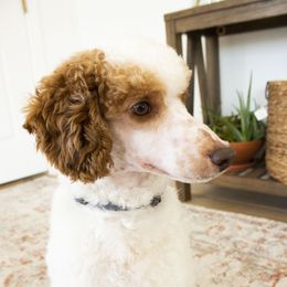 George - Poodle