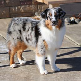 Addie - Miniature American Shepherd