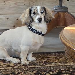Willow - Dachshund