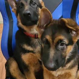 German Shepherds from Vom Family J