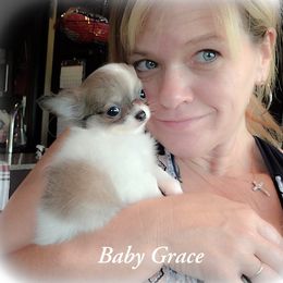 Chihuahua Puppies from Country Charm Chihuahuas