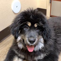 Tibetan Mastiff Puppies from Wanderlust Tibetan Mastiffs