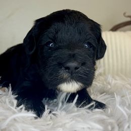 Girl 3 - Black and white female Bernedoodle puppy in Russiaville, Indiana from Pleasant Creek Minibernedoodles