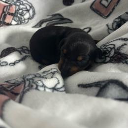 Tango's Paw on the Runway (Milan) - Black and tan male Manchester Terrier puppy in East Oakdale, California from Tango Kennels