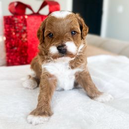 Pine - Red  male Goldendoodle puppy in Sterling, Illinois from Charley's Goldendoodles