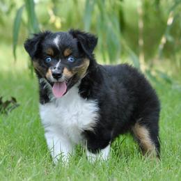 OLIVINE aka Olive - Black tri female Miniature American Shepherd puppy in Bixby, Oklahoma from Roeboat Aussies