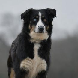 Daisy - Miniature Australian Shepherd