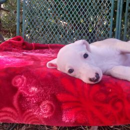 Carrie - White and fawn female Whippet puppy in New Port Richey, Florida from Trezlar Whippets