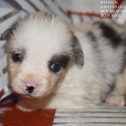 Patrick - Blue merle male Miniature Australian Shepherd puppy in Patterson, North Carolina from DreamLine Aussies