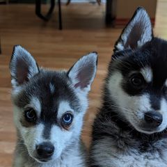Alaskan Klee Kai Puppies from Whitesel Klee Kais