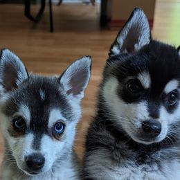 Alaskan Klee Kai Puppies from Whitesel Klee Kais