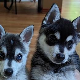 Alaskan Klee Kai Puppies from Whitesel Klee Kais