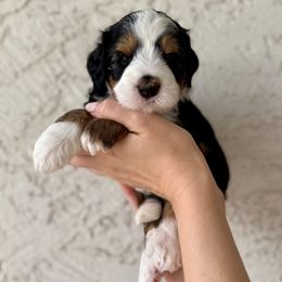 One - Tri-color male Bernedoodle puppy in Phoenix, Arizona from Doodles of the Desert