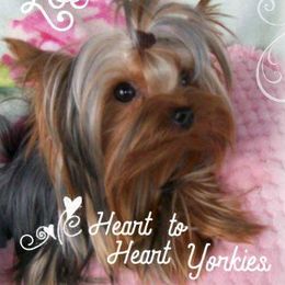 Yorkshire Terriers from Heart to Heart Yorkies