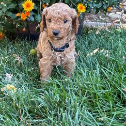 Madeline - Red  female Goldendoodle puppy in Fort Collins, Colorado from Fenna’s Goldendoodles